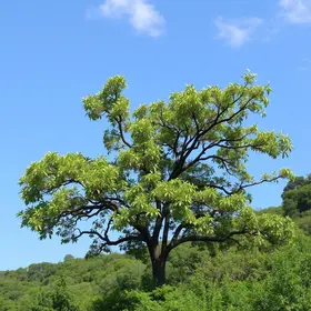 Origem do nome Ananindeua e sua relação com a árvore anani