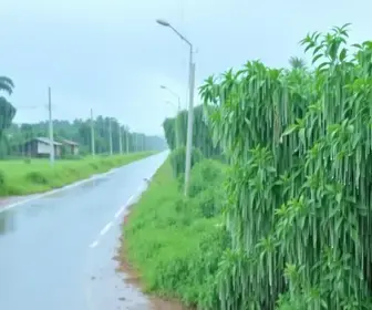 Como se preparar para as chuvas em Ananindeua